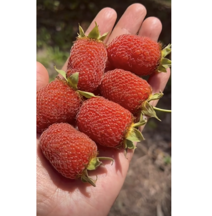 🍓🌱 Cultivez vos propres framboises — fraîches, sucrées et prêtes à être cueillies
