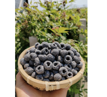 🍓🌱 Cultivez vos propres framboises — fraîches, sucrées et prêtes à être cueillies