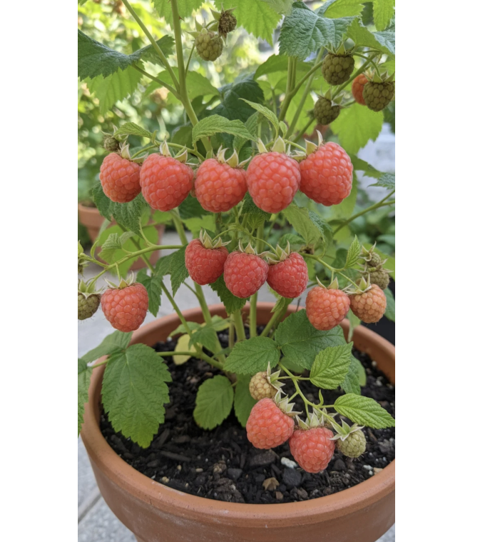 🍓🌱 Cultivez vos propres framboises — fraîches, sucrées et prêtes à être cueillies