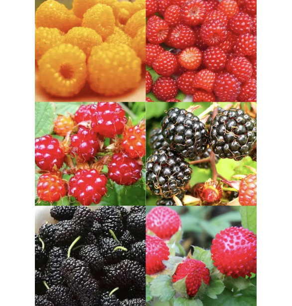 🍓🌱 Cultivez vos propres framboises — fraîches, sucrées et prêtes à être cueillies
