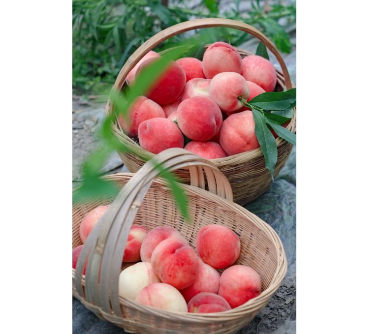 🔥 Над 65K+ ПРОДАДЕНИ! 🍑 Наследствени семена на джудже прасковено дърво "Honey Red"