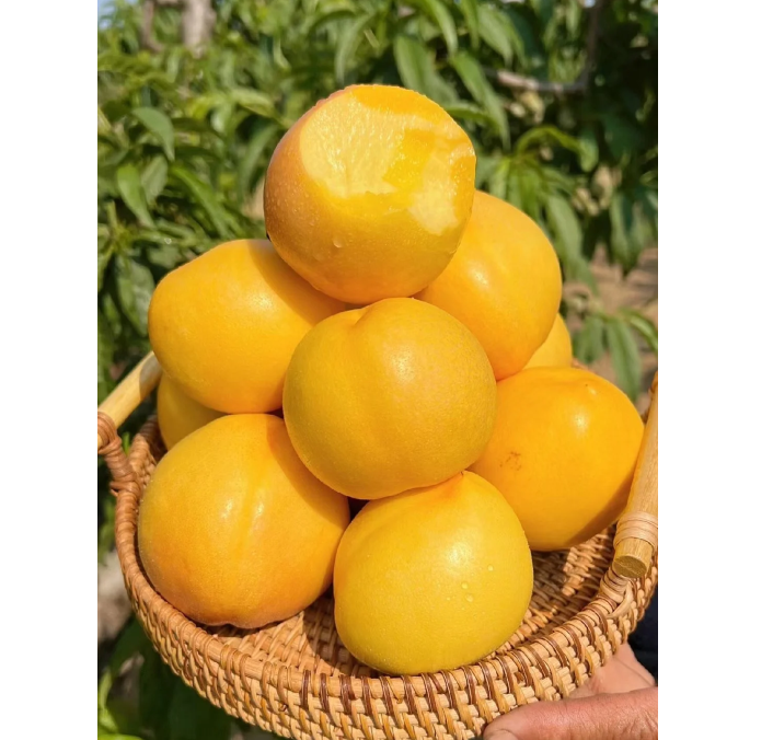 🔥 Над 65K+ ПРОДАДЕНИ! 🍑 Наследствени семена на джудже прасковено дърво "Honey Red"