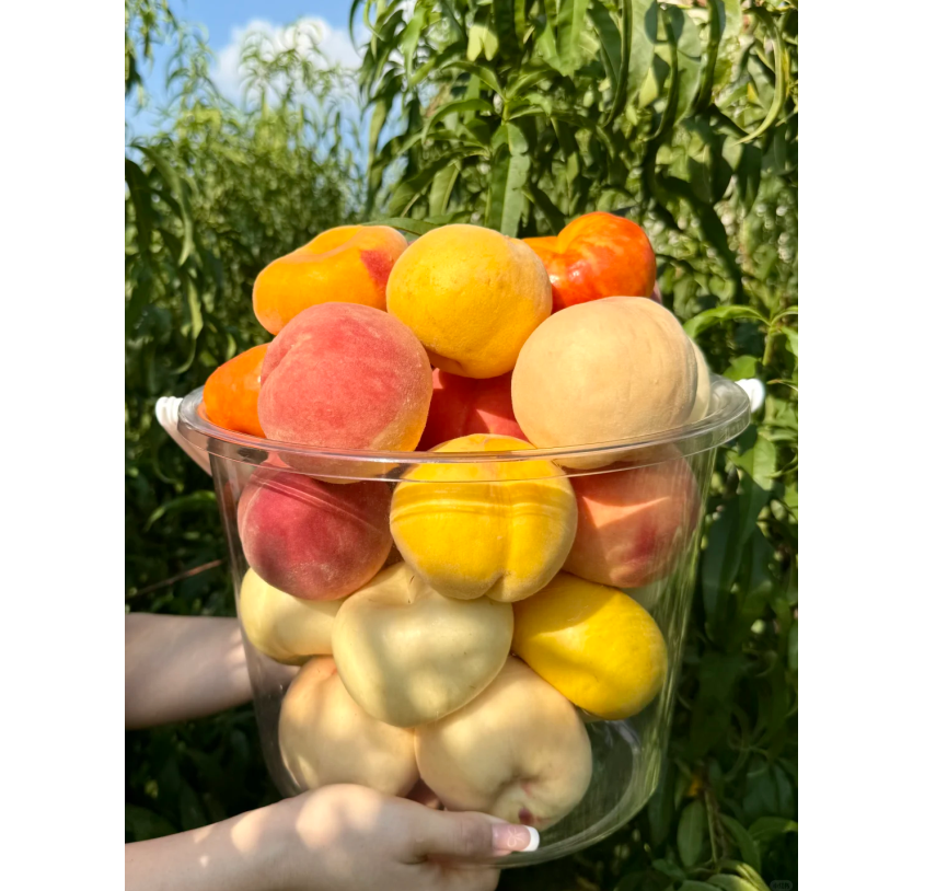🔥 Над 65K+ ПРОДАДЕНИ! 🍑 Наследствени семена на джудже прасковено дърво "Honey Red"