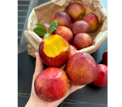 🔥 Над 65K+ ПРОДАДЕНИ! 🍑 Наследствени семена на джудже прасковено дърво "Honey Red"
