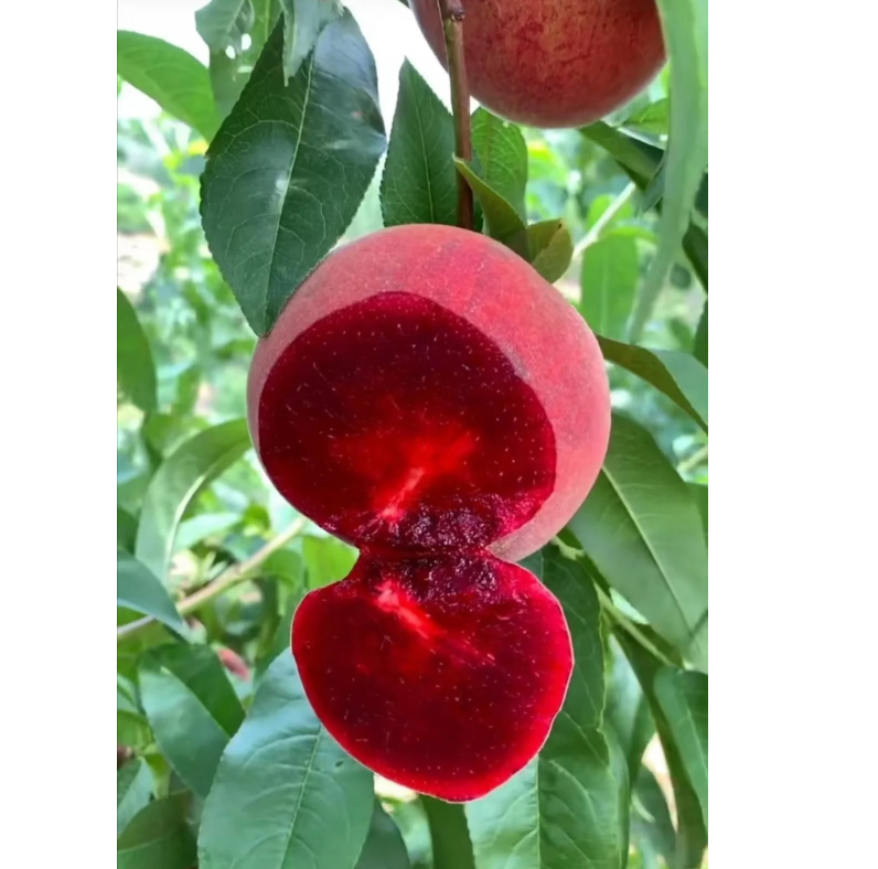 🔥 Над 65K+ ПРОДАДЕНИ! 🍑 Наследствени семена на джудже прасковено дърво "Honey Red"