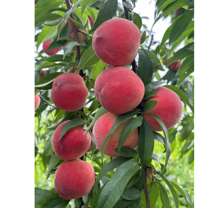 🔥 Над 65K+ ПРОДАДЕНИ! 🍑 Наследствени семена на джудже прасковено дърво "Honey Red"