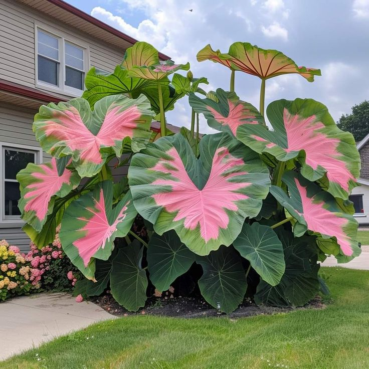 Blood of God Giant Multi-Color Caladium Bulbs
