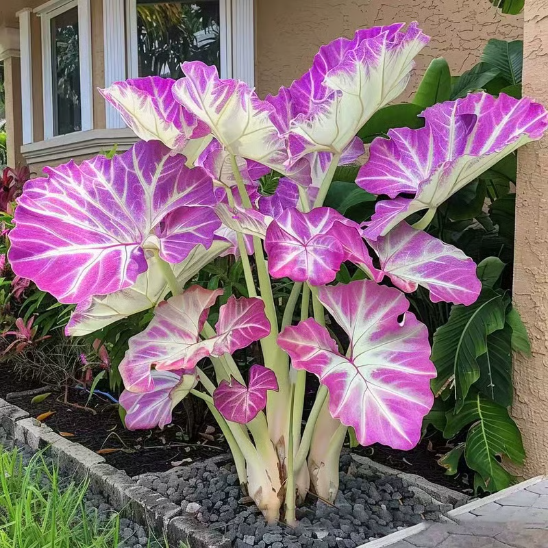 💰Offre spéciale [50 % de réduction] 🌿Graines d'hostas rares