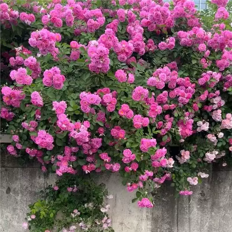 Climbing Rose Vine Seeds - Amazing Growth and Beautiful Roses
