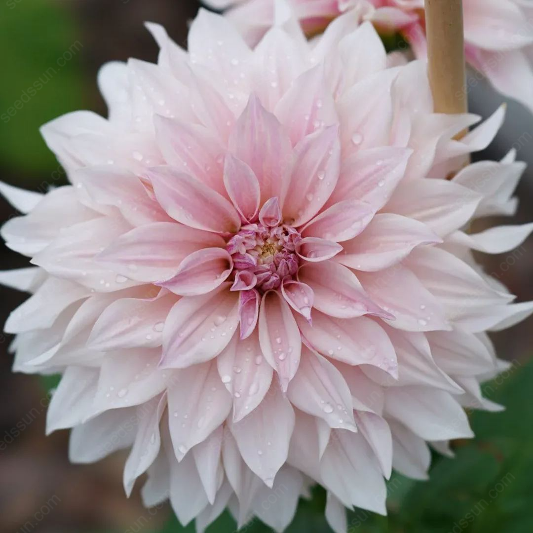 🔥🌸 Bulbes de Dahlia Éblouissants en Stock - Vente Chaude ! 🌸🔥