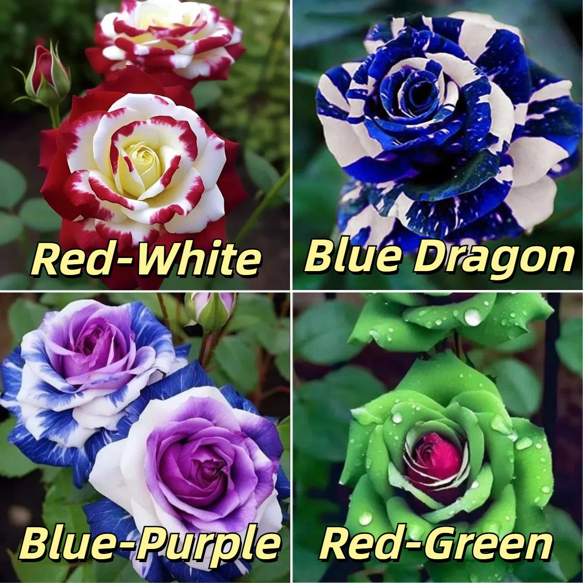 🌹 Hot-Selling Rose Seed Bundles – Special Discount