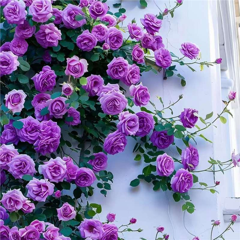 Climbing Rose Vine Seeds - Amazing Growth and Beautiful Roses