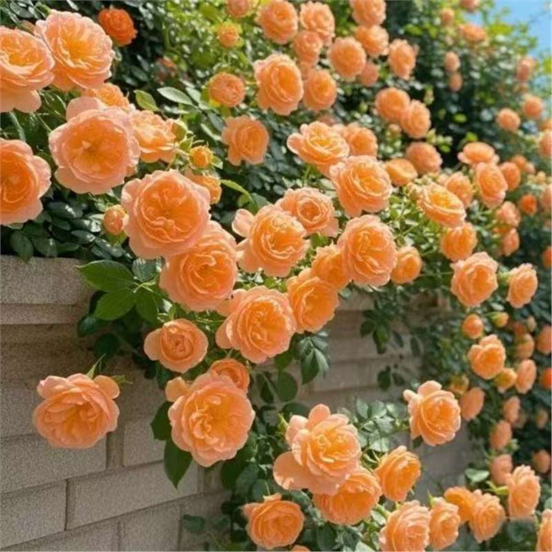 Climbing Rose Vine Seeds - Amazing Growth and Beautiful Roses
