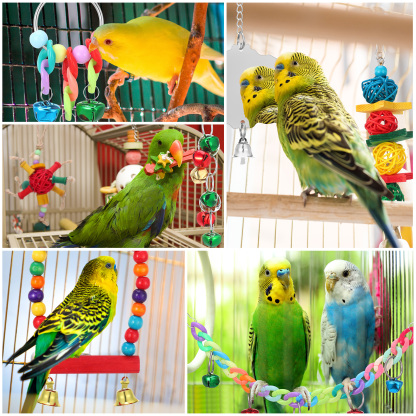 shuaien 8 PCS Bird Toys for Parakeets, Wood Parrots Toys, Budgie Toys for Bird Cage Accessories, Bird Perch Swings for Small Birds Toys, Bird Ladder Swing for Parakeets Climbing