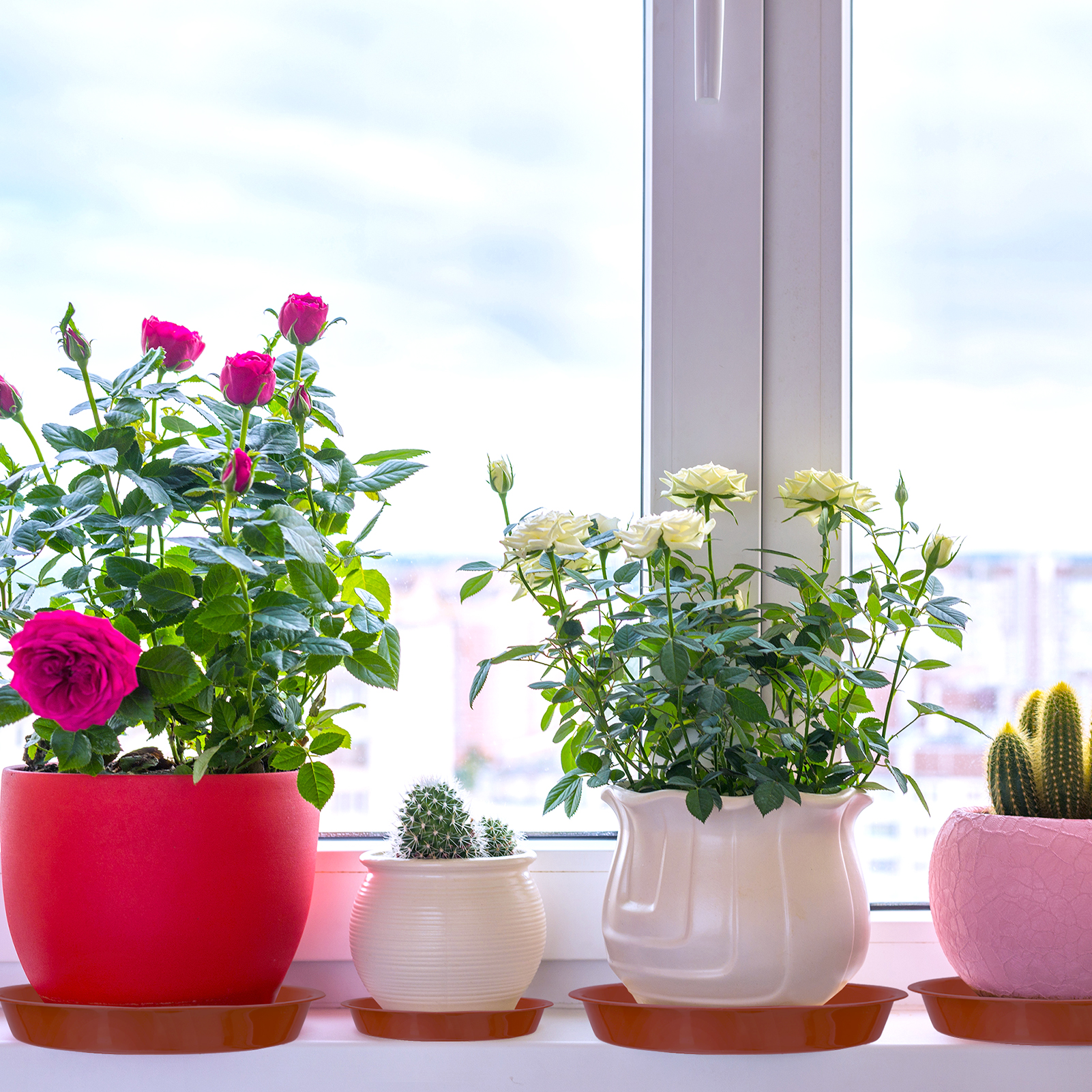 Bocaoying 12 Pcs Plastic Plant Saucer Tray, 5.5 / 6.3 / 9.5 Inch Plant Drip Pans Tray To Catch Water with 12 Pcs Labels, Heavy Duty Plant Pot Trays for Indoors Outdoors