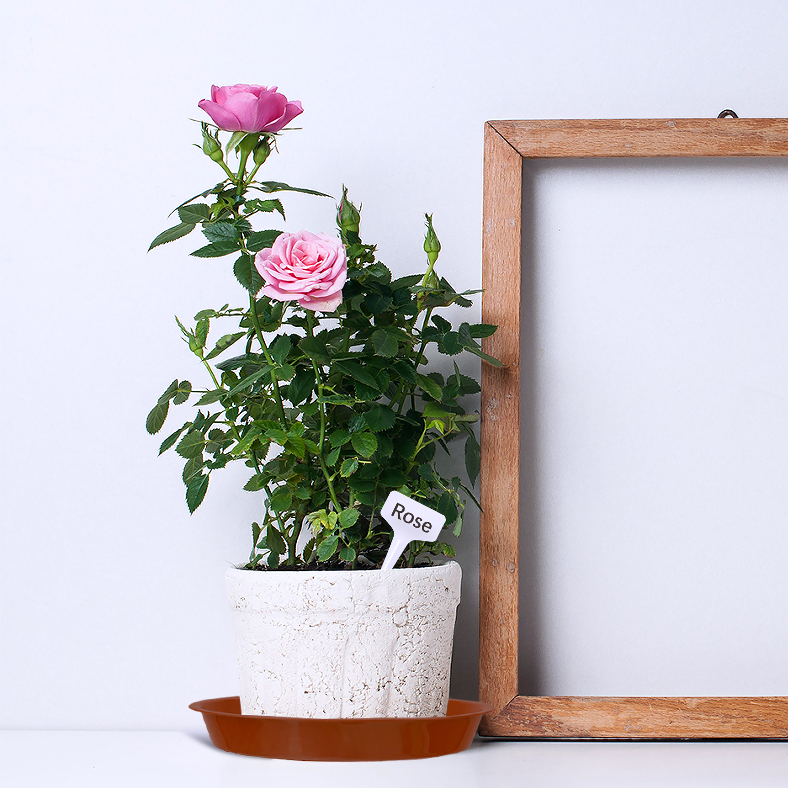 Bocaoying 12 Pcs Plastic Plant Saucer Tray, 5.5 / 6.3 / 9.5 Inch Plant Drip Pans Tray To Catch Water with 12 Pcs Labels, Heavy Duty Plant Pot Trays for Indoors Outdoors