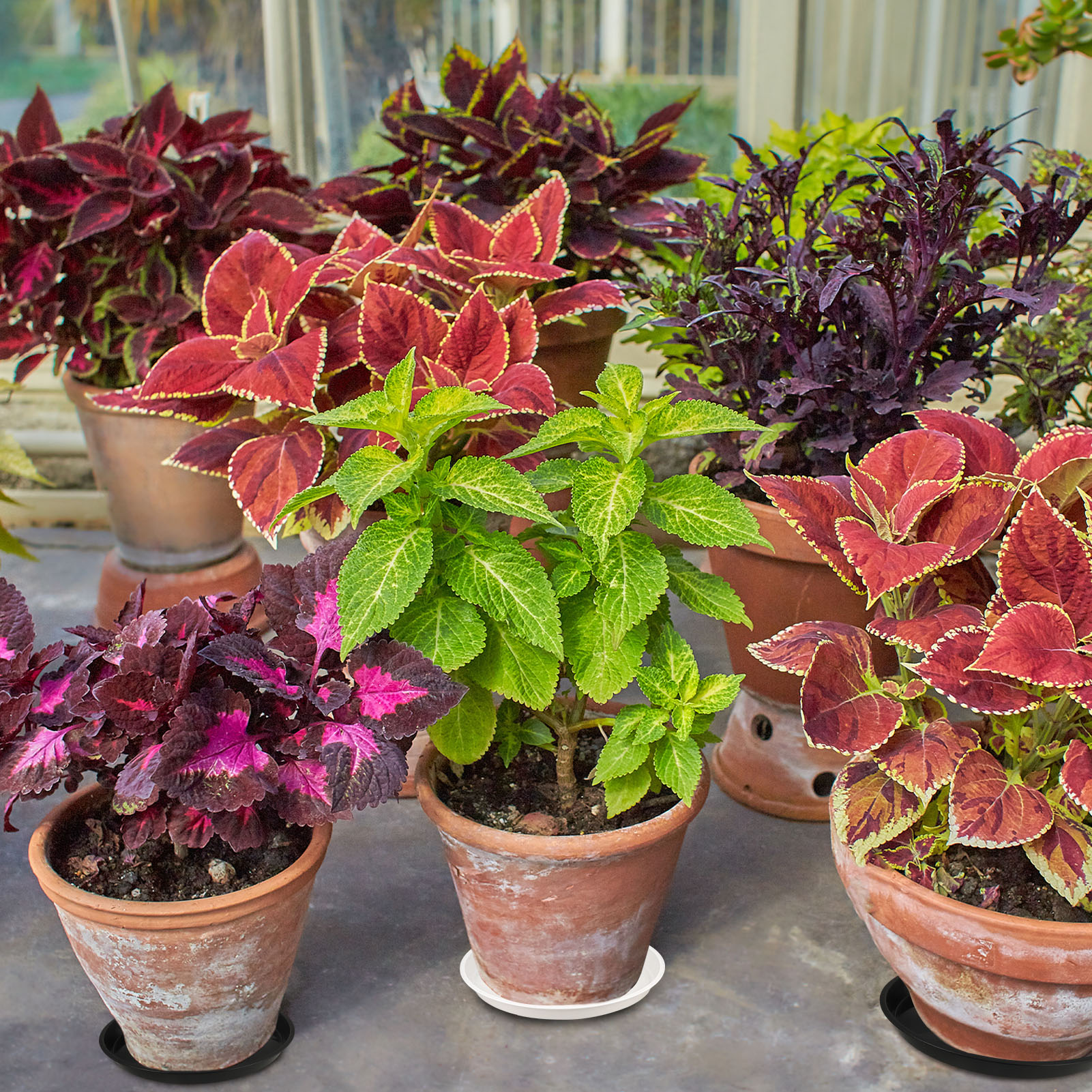 Bocaoying 6 Pack Plastic Plant Saucers, 16" Plant Water Trays to Catch Water, Indoor Plant Drip Trays, Plant Saucer to Prevent Drips/Spills for Indoor and Outdoor Pots