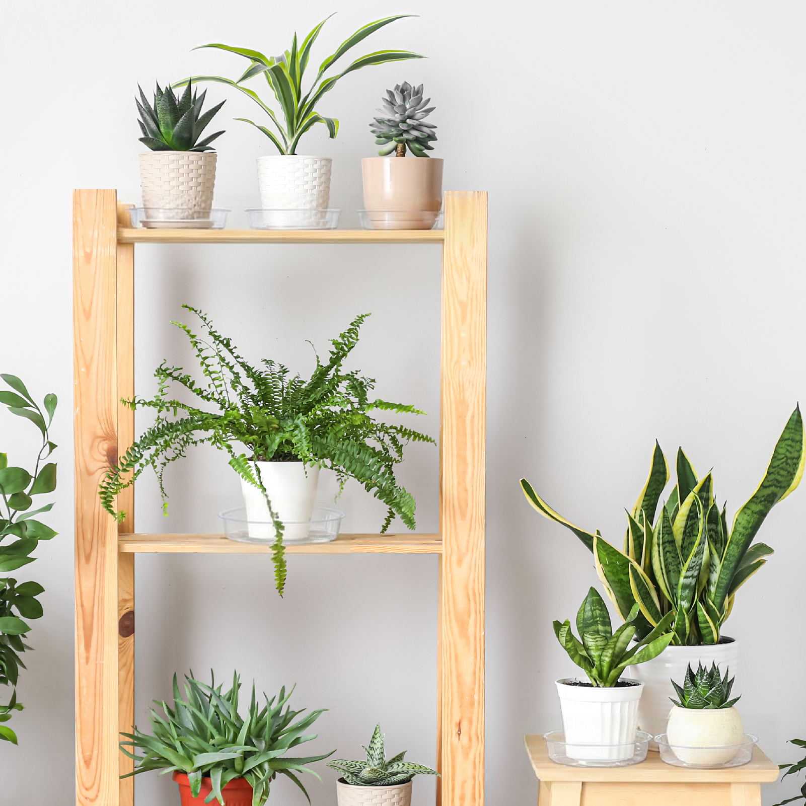 topjuju 24 Pack Clear Plant Saucer, 6 inch Plant Pot Saucers, Plastic Plant Drip Trays, Flower Pot Saucers for Indoor Outdoor Garden Plants