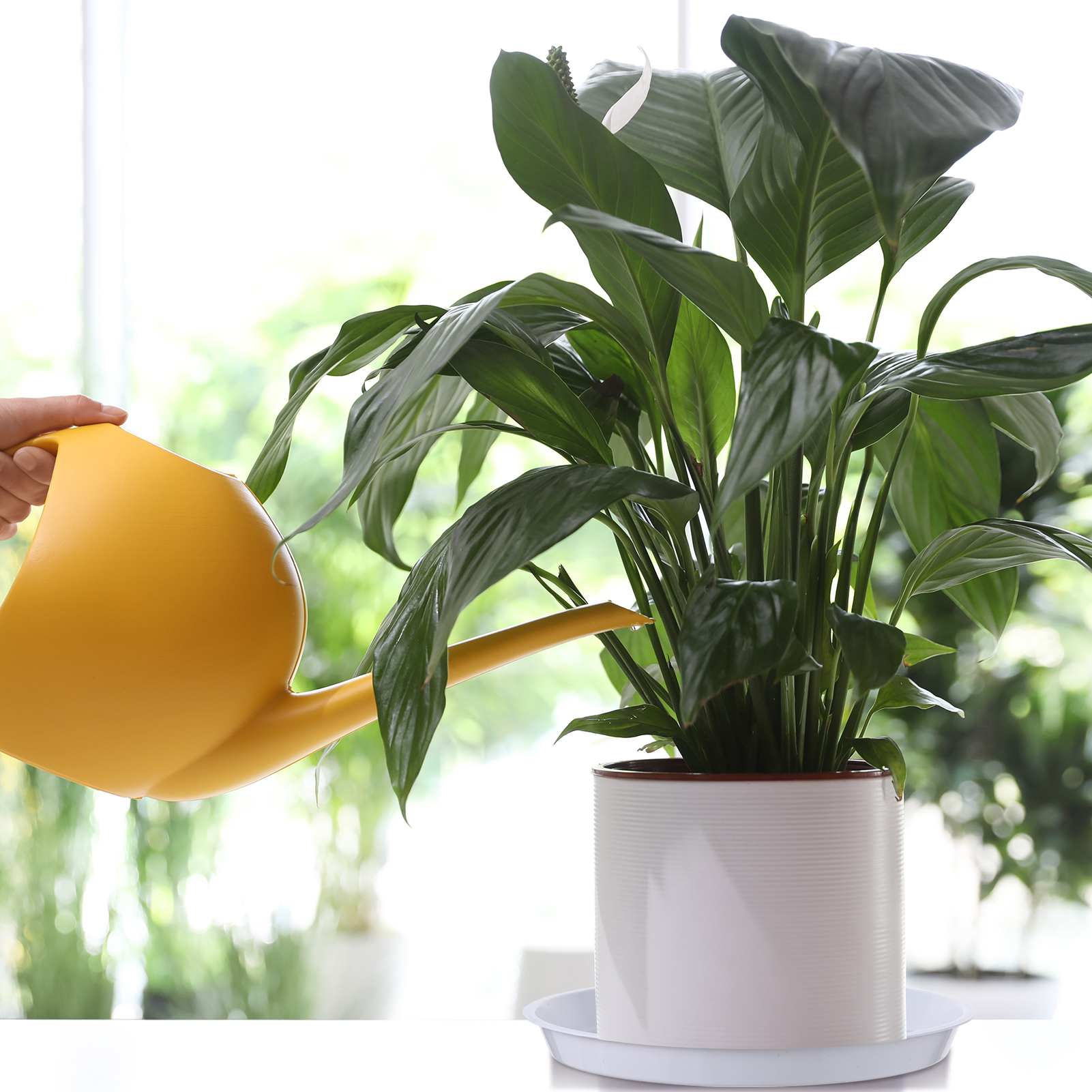 topjuju 15 Pcs Large Plant Saucers, 10/12/14 inches Plastic Plant Trays to Catch Water, Extra Large Plant Saucer with Labels, Heavy Duty Plant Drip Trays for Plant Pots Indoors Outdoors