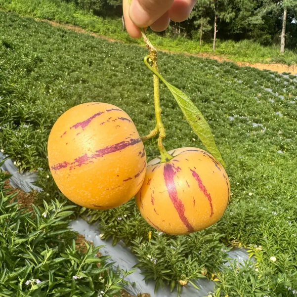 Плодове женшен Пепино Семена от пъпеш - Solanum Muricatum