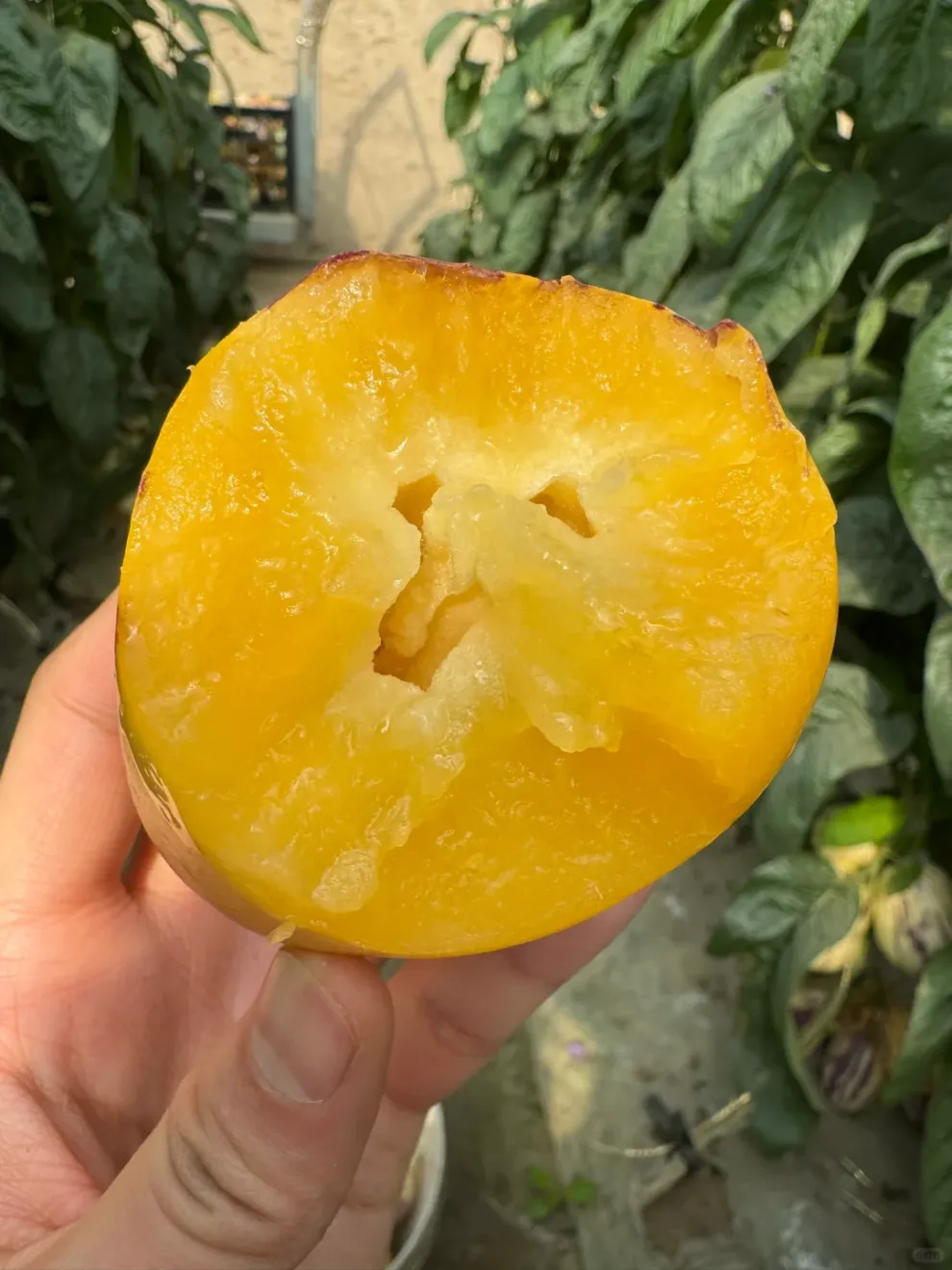 🎁 30% отстъпка 🍐🍐 Семена от пепино (крушов пъпеш)