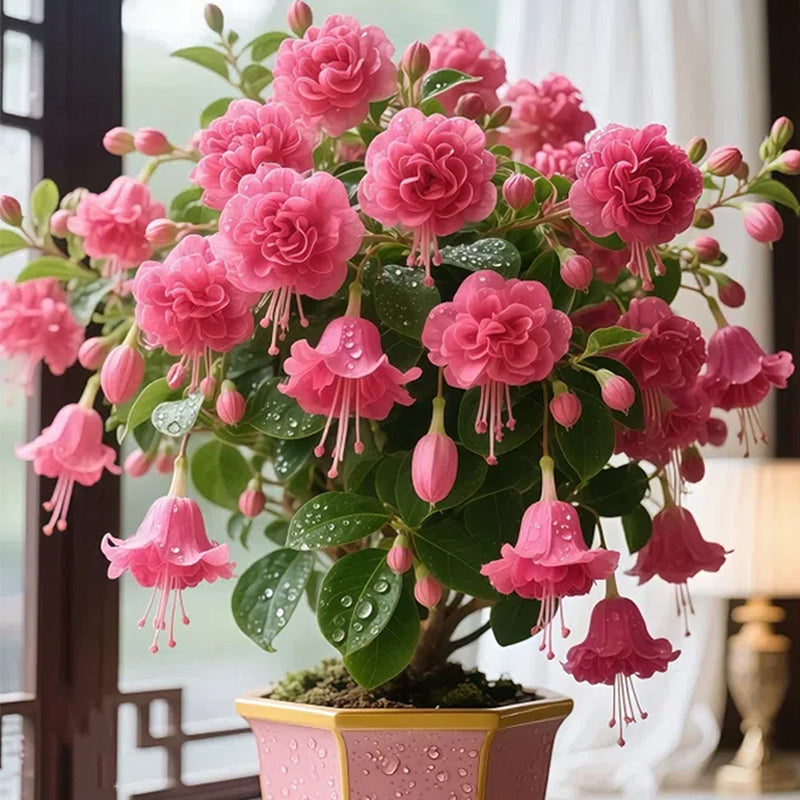 🌸 Double Fuchsia – Beautiful Shade-Loving Flowering Plants