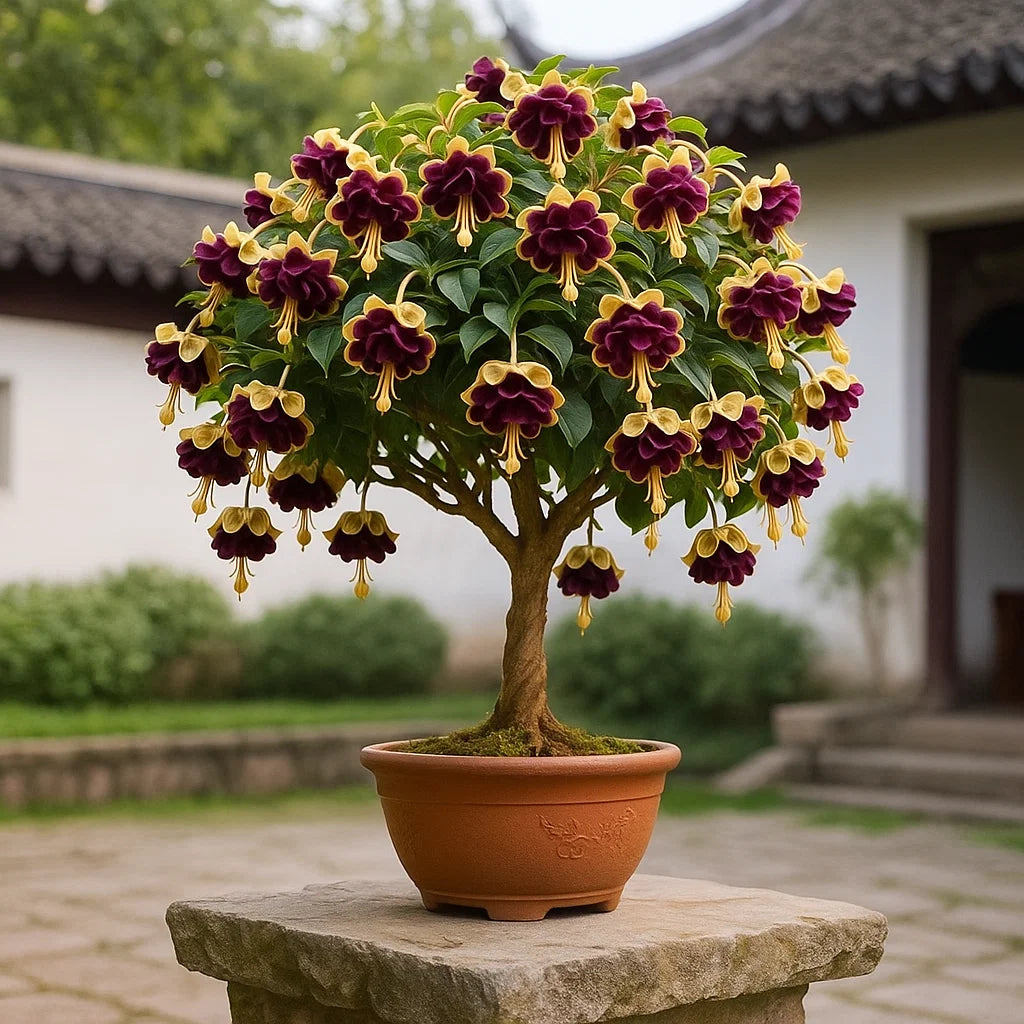 🌸 Double Fuchsia – Beautiful Shade-Loving Flowering Plants