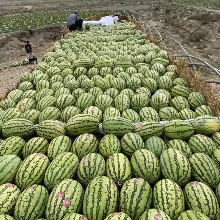 🍉 Obrovský melón „Kráľ úrody“ – sladký, šťavnatý a jednoduchý na pestovanie