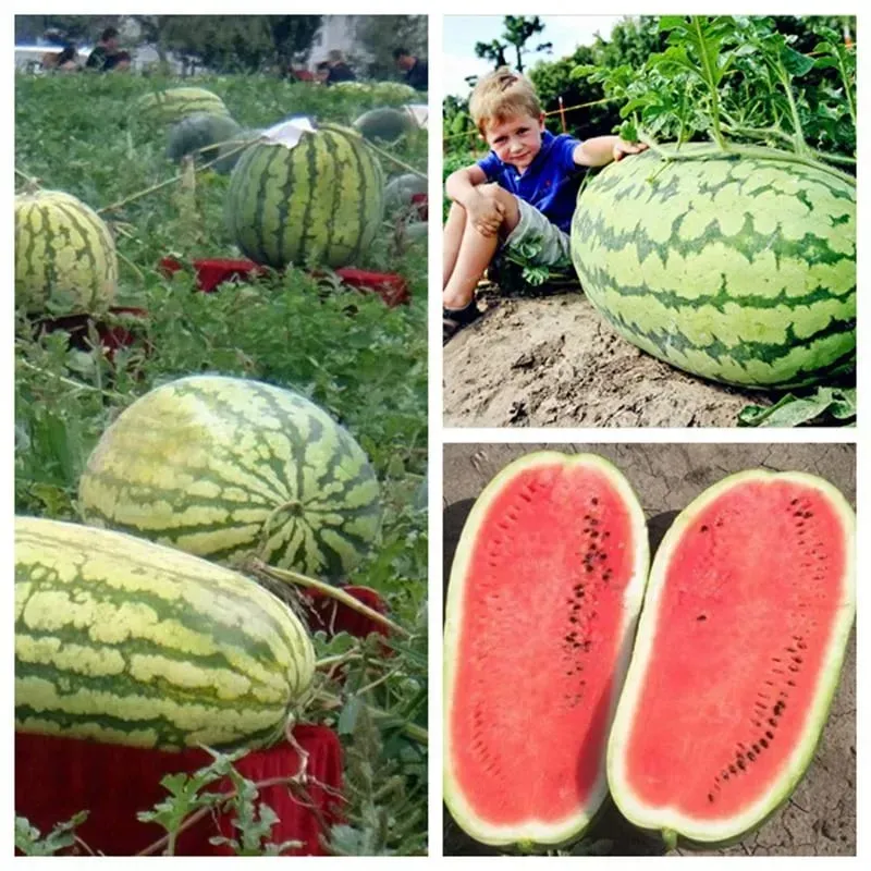 🍉 Obrovský melón „Kráľ úrody“ – sladký, šťavnatý a jednoduchý na pestovanie