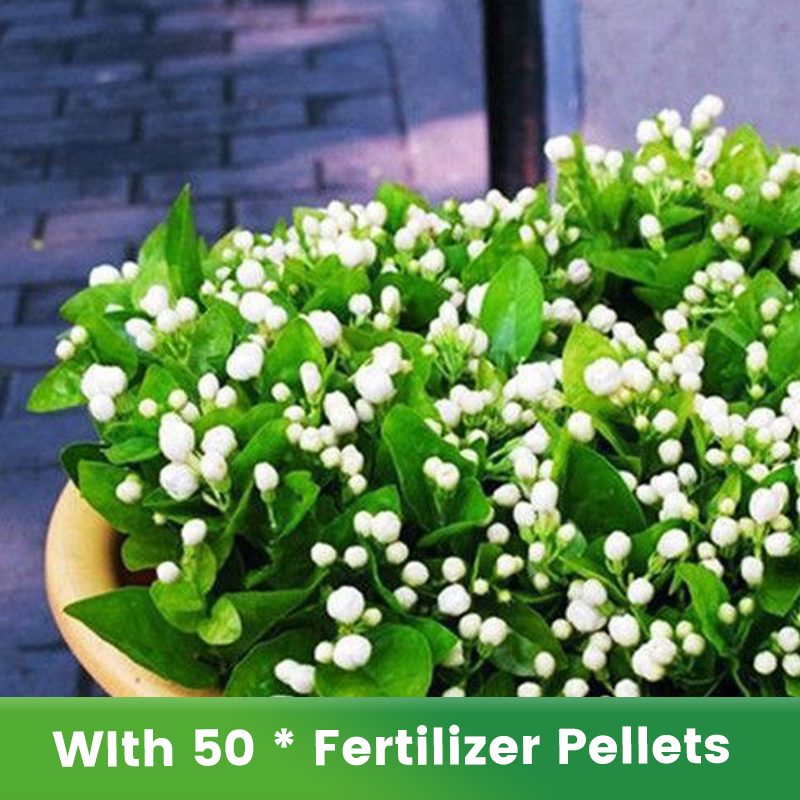 🌱Ароматни и лесни за отглеждане семена от жасмин с тор