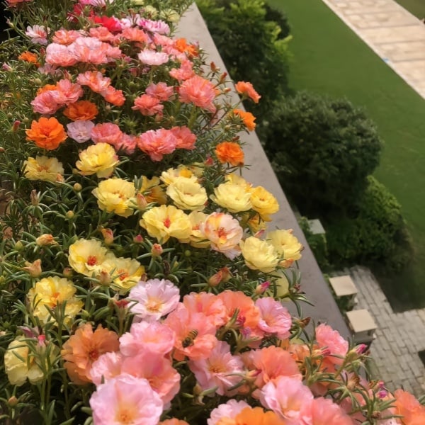 🌼Семена от цветни слънчогледи