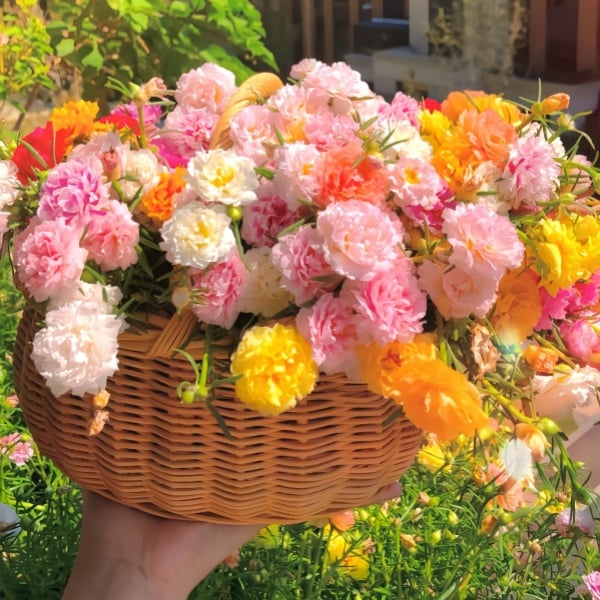 🌼Семена от цветни слънчогледи