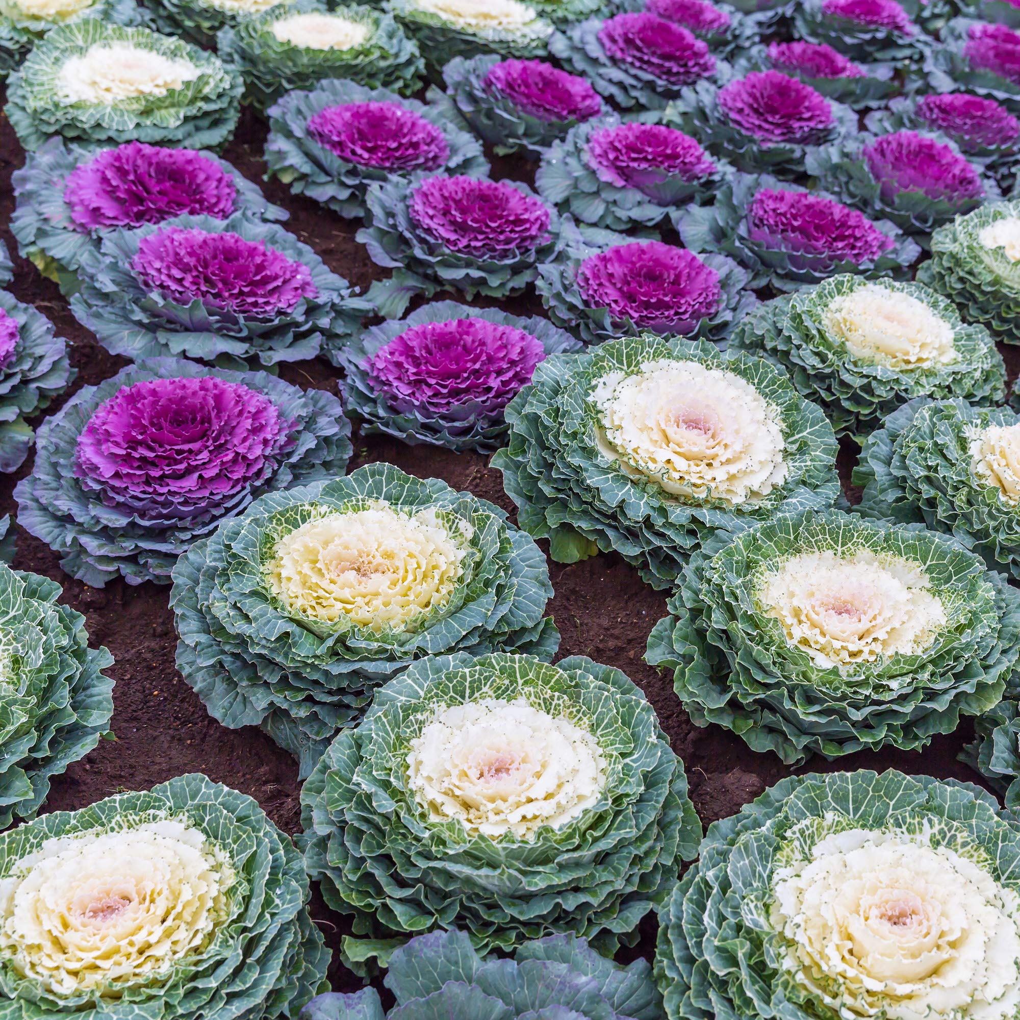 Ornamental Kale Seeds - Mix