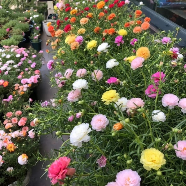 🌼Семена от цветни слънчогледи