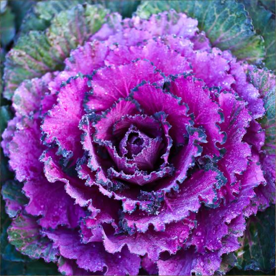 Ornamental Kale Seeds - Mix