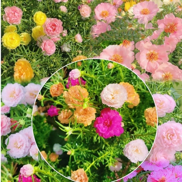 🌼Семена от цветни слънчогледи