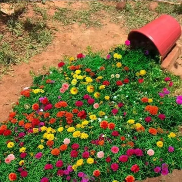 🌼Семена от цветни слънчогледи