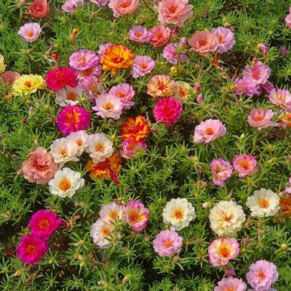 🌼Семена от цветни слънчогледи