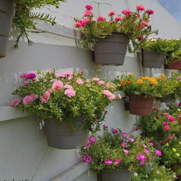 🌼Семена от цветни слънчогледи