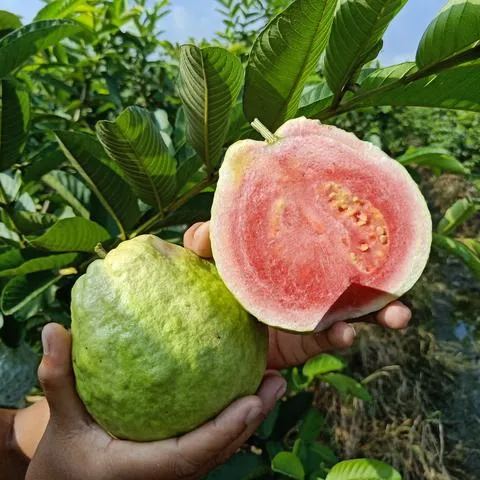 🔥Hot Sale 50%💚 Organic Guava Seeds🌱 Easy Grow