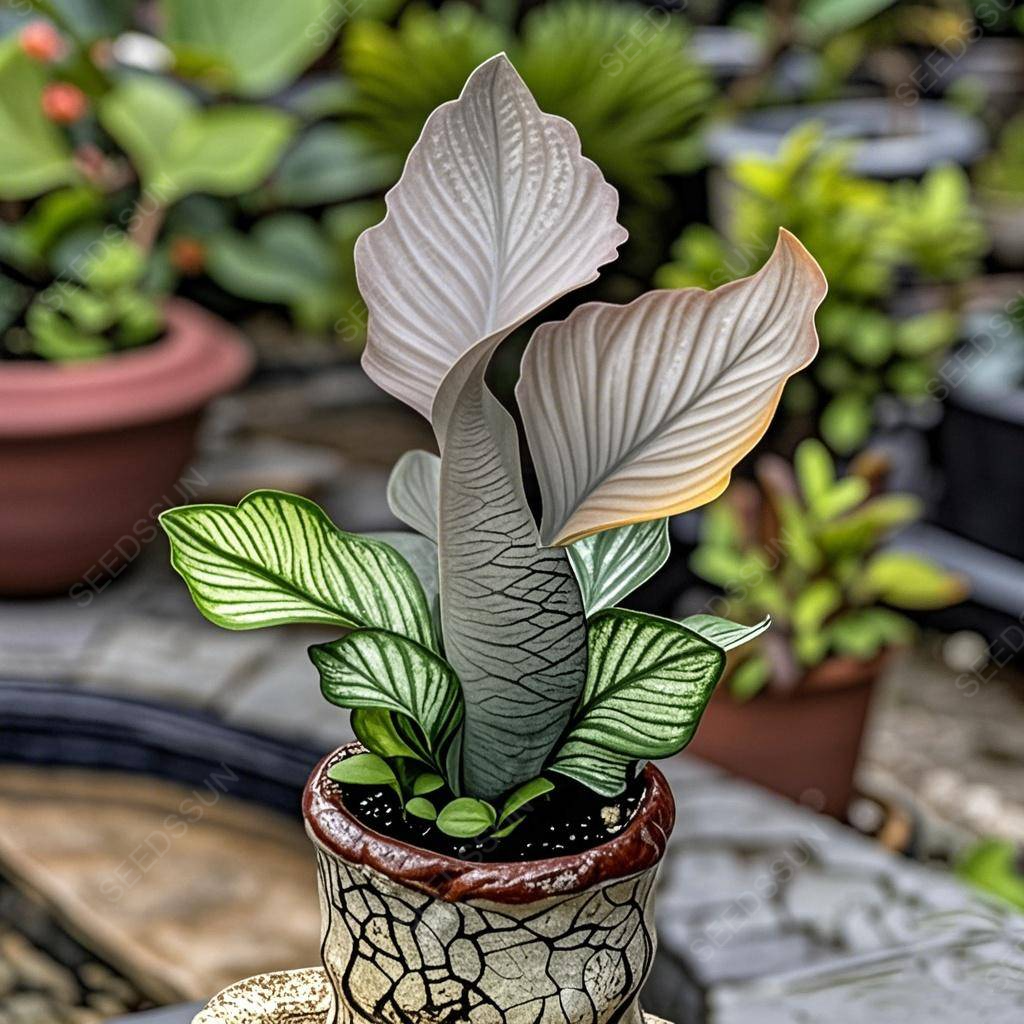 🌱✨Semená vzácnych sukulentov morskej panny