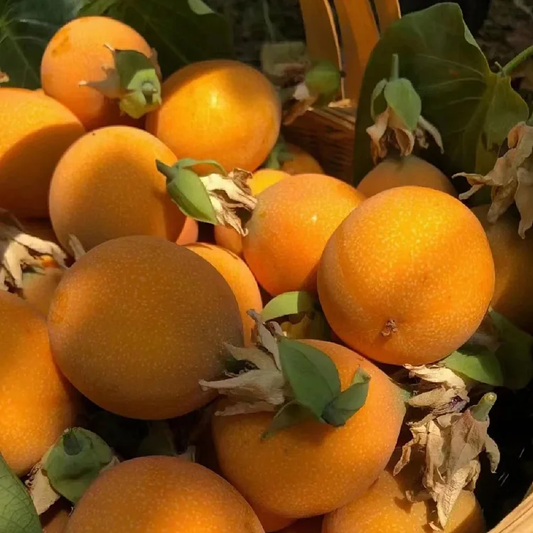 COLOMBIAN PASSION FRUIT SEEDS