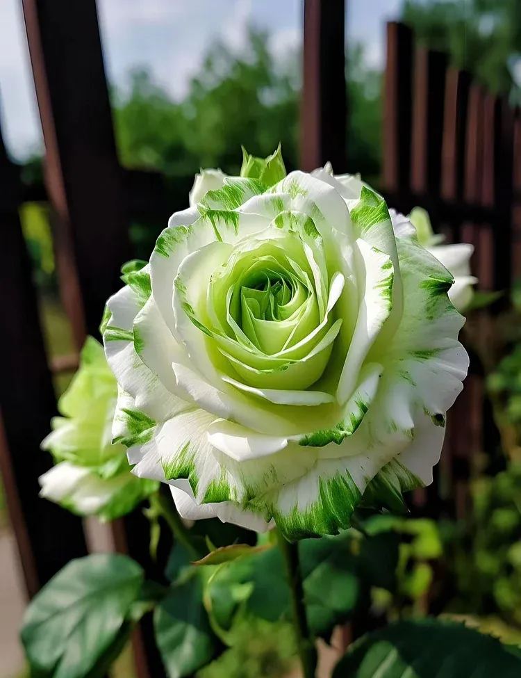 🖤Rare Black Rose Seeds for Planting, Heirloom, No-GMO 200+ Beautiful Flower Seeds Home Garden Bonsai