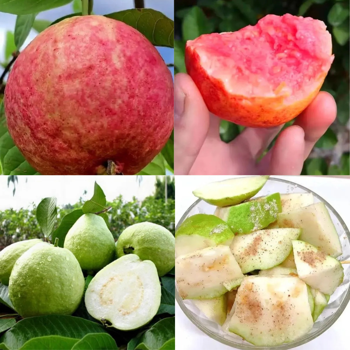 🎆Гореща разпродажба🥂Семена от гуава Rouge