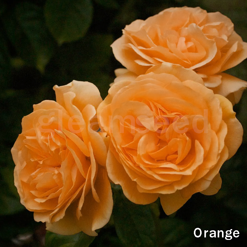 Семена от цвят Камелия – 8 романтични цвята