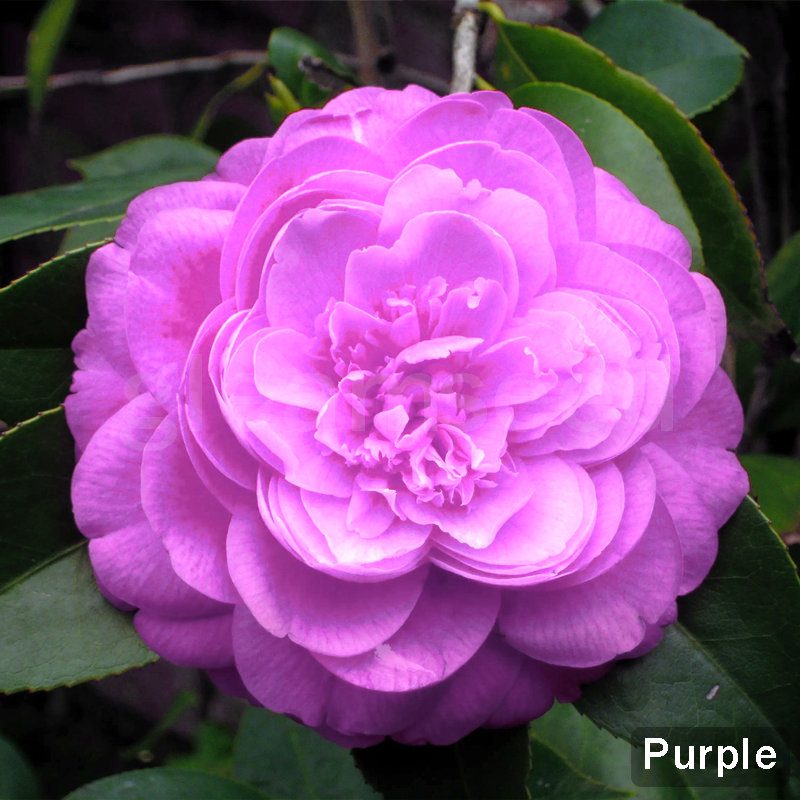 Семена от цвят Камелия – 8 романтични цвята