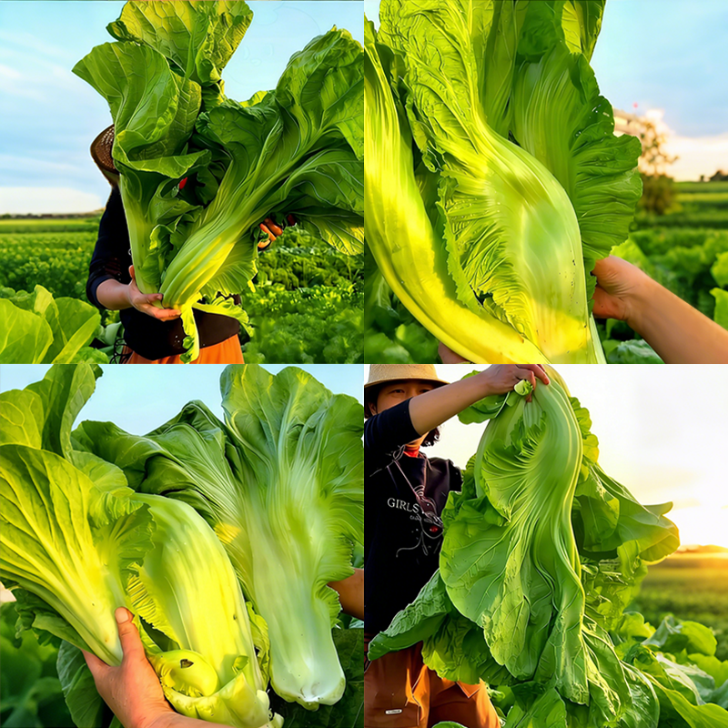 Large Leaf Stuffed Sweet Mustard Seeds