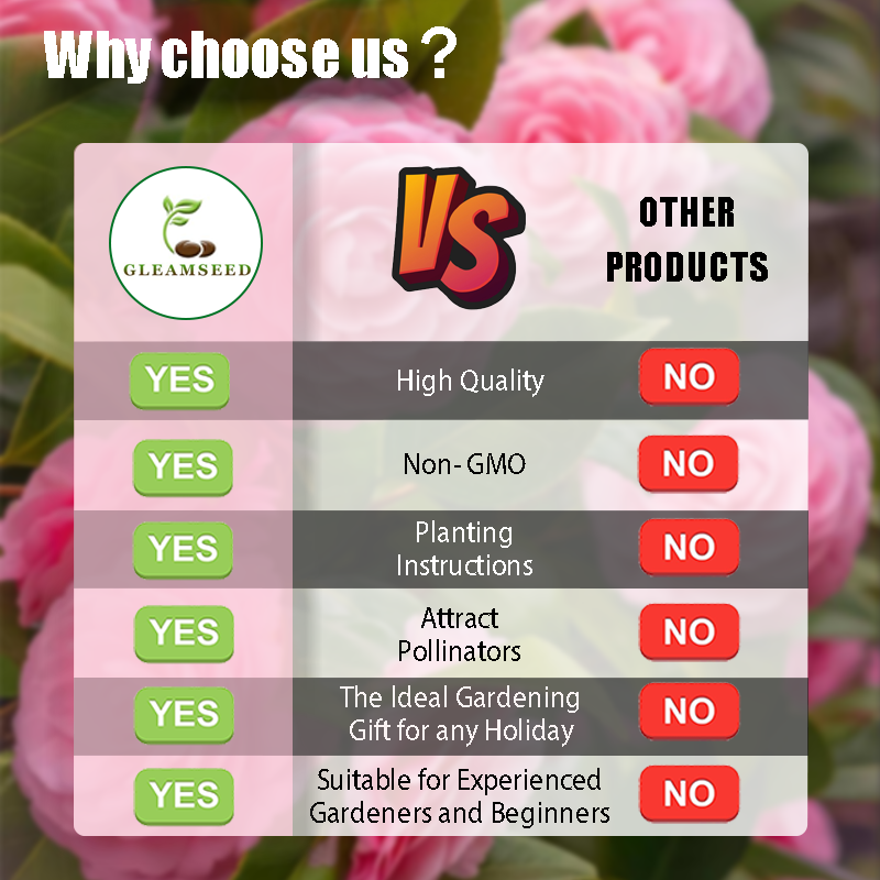 Семена от цвят Камелия – 8 романтични цвята