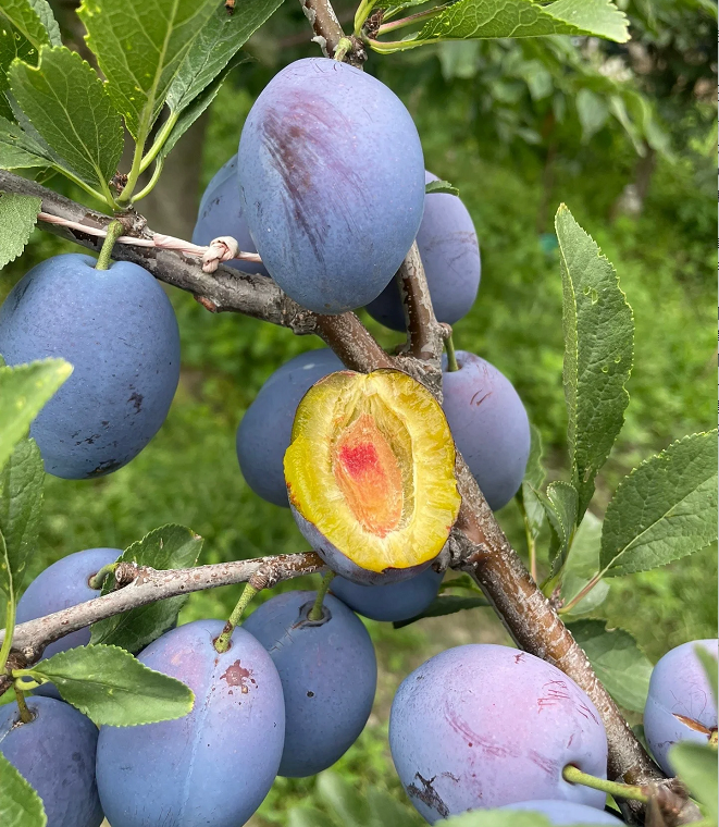 🌳Семена от сини сливи Дамасцена