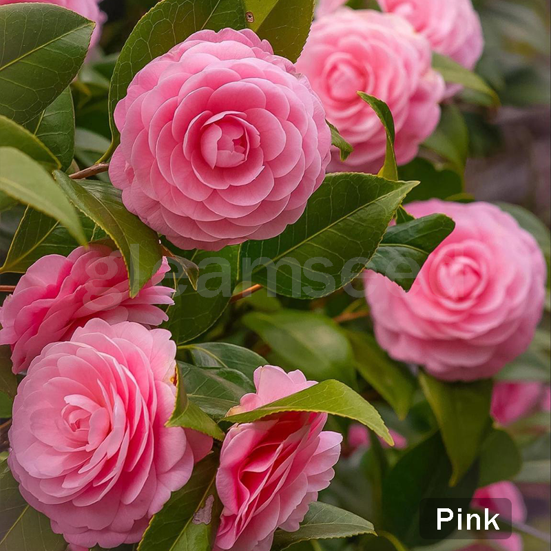 Семена от цвят Камелия – 8 романтични цвята